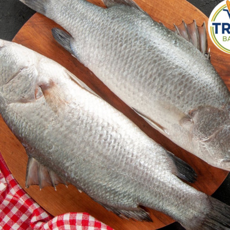 সাতক্ষীরার ফ্রেস ভেটকি মাছ (২ কেজি +)