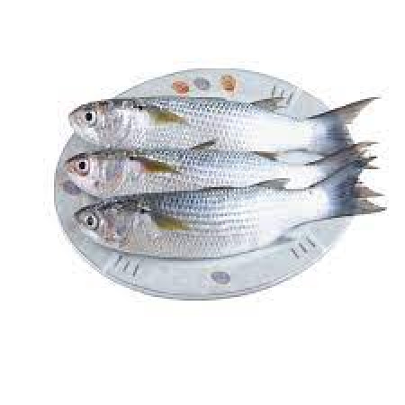 সাতক্ষীরার পার্শে মাছ (বড়)