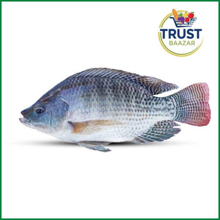 তেলাপিয়া মাছ (বোড়)